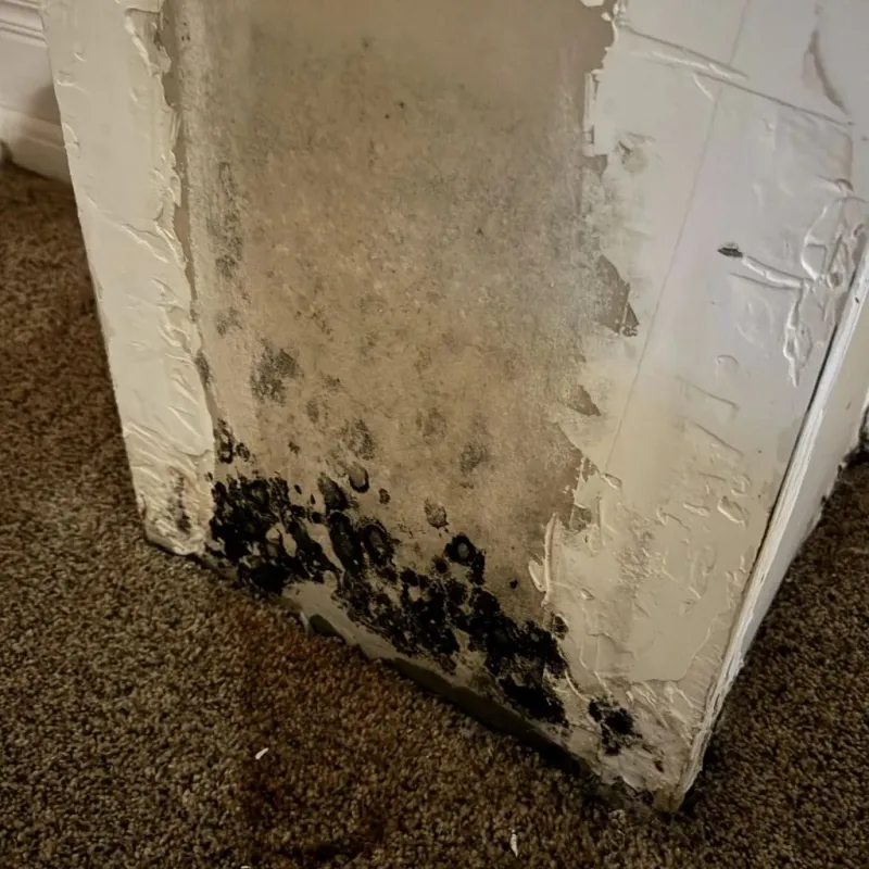 Professional Mold Removal in Brighton, MI